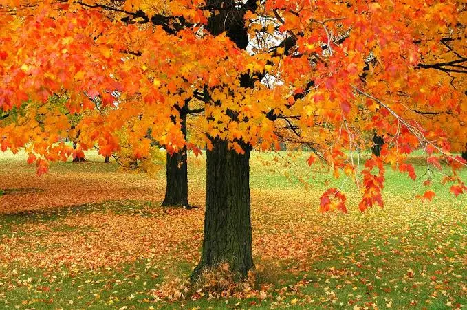 Mapple tree