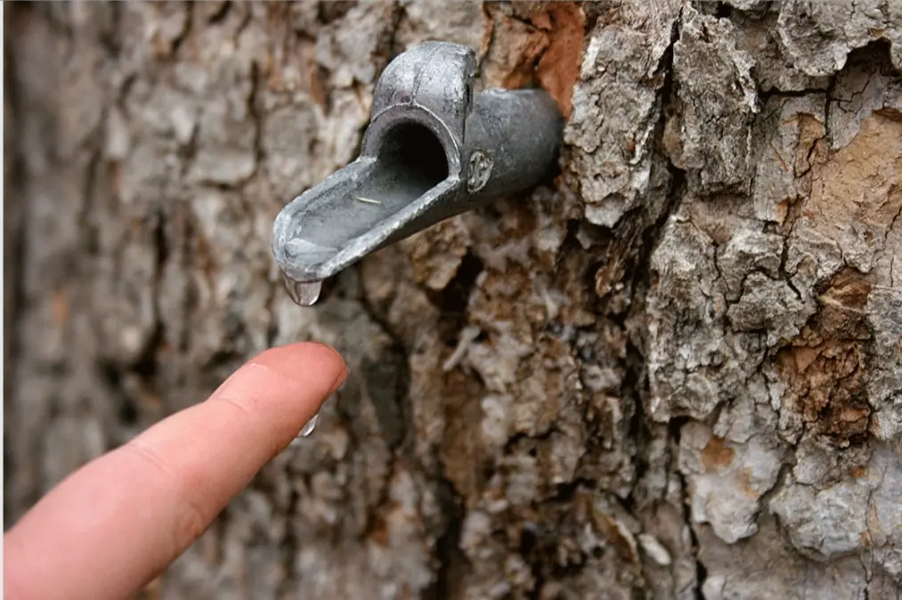 Collecting Mapple tree Sap