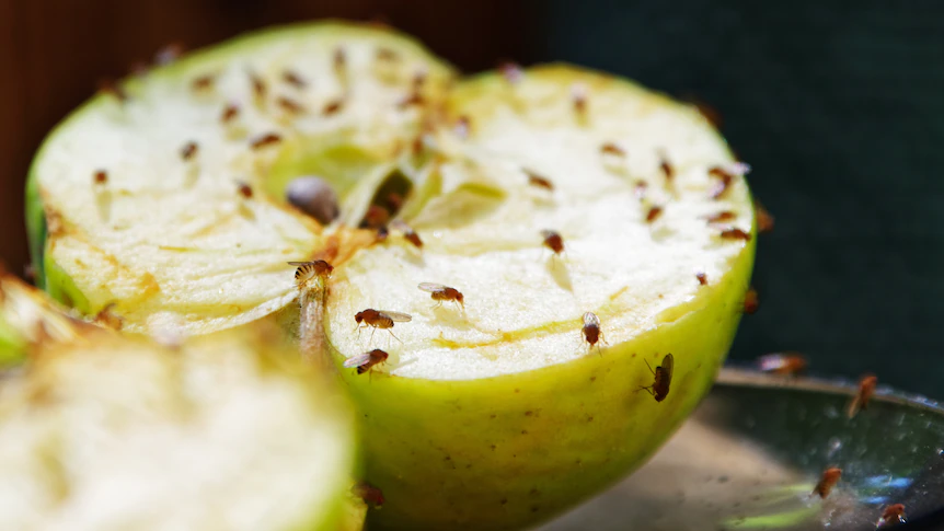 How to Identify Fruit Flies